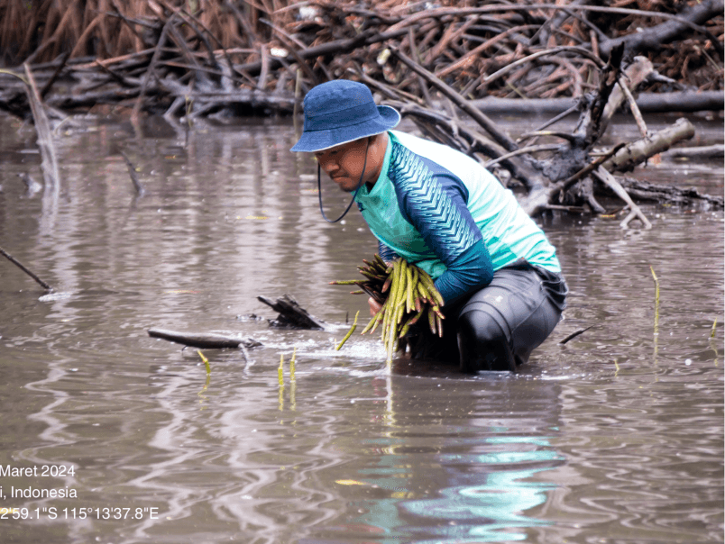 Alami (Serbuk Biji/Propagul)