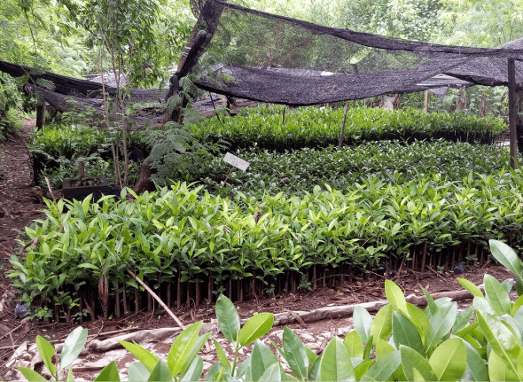 Bruguiera gymnorhiza