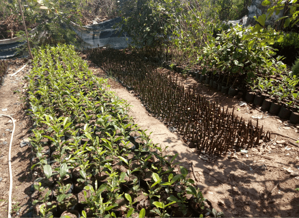 Calophyllum inophyllum (Nyamplung)