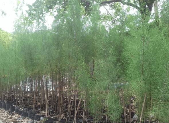 Casuarina equisetifolia (Cemara laut)