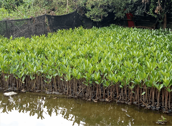 Rhizophora apiculata