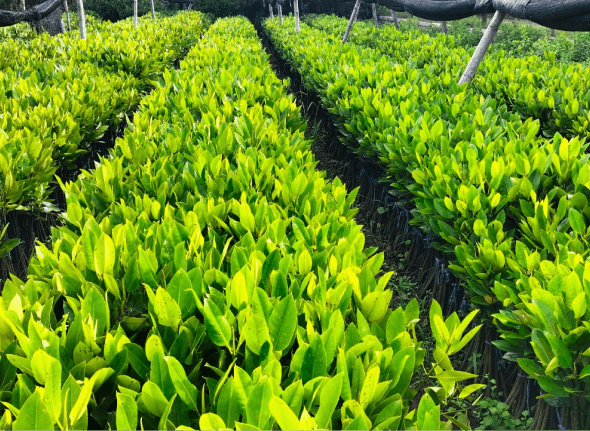 Rhizophora mucronata