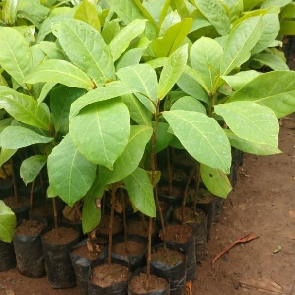 Terminalia catappa (Ketapang Laut)