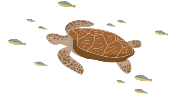 turtle